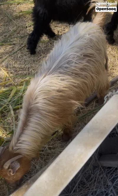 شاه بكر بنت سنة للبيع 3