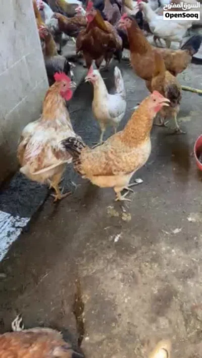دجاج بياضات 3