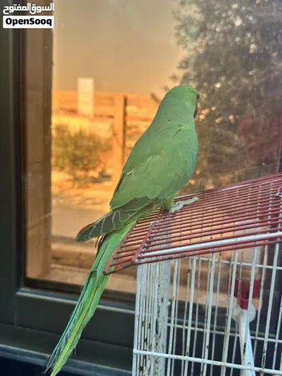 ببغاء الذرة 4