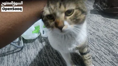undefined 4