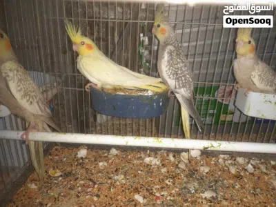 4 حبات طيور الكوكتيل صحة ونضافة ولون للبيع سكان البقعة 2