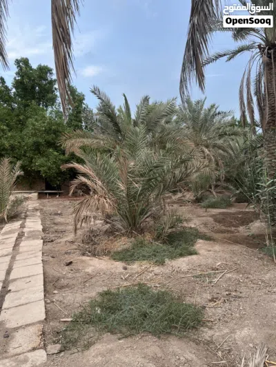 الدار للبيع مع بستان 4