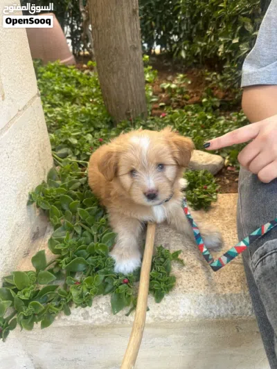 Multipoo Dog 2
