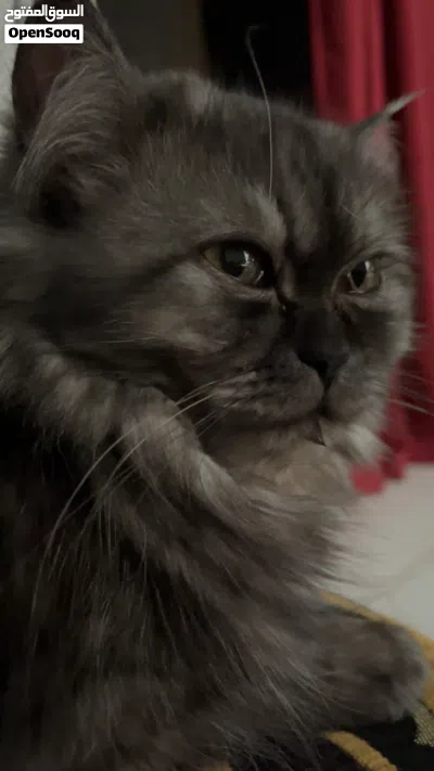 MIXED Persian Female Cat 2 Years Old Vaccinated Friendly & Healthy 4