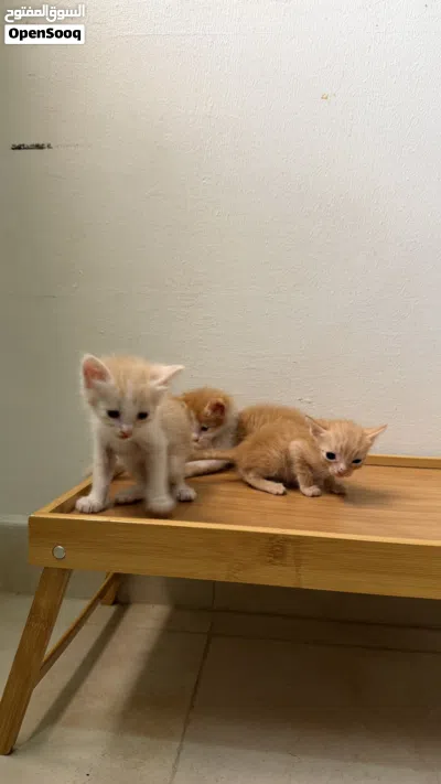 قطط صغيرة و اليفه للبيع 3