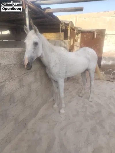 فرس مهجنه للبيع 4