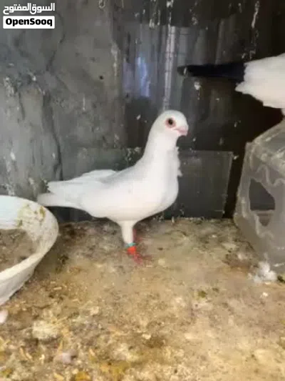 حمام نخب اول 4