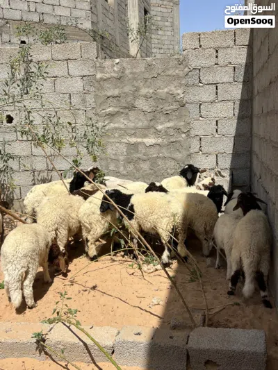 11الحولي ذكر و9 حوليات 4