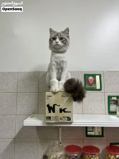 3 pure Persian kittens for Adaption only. 4