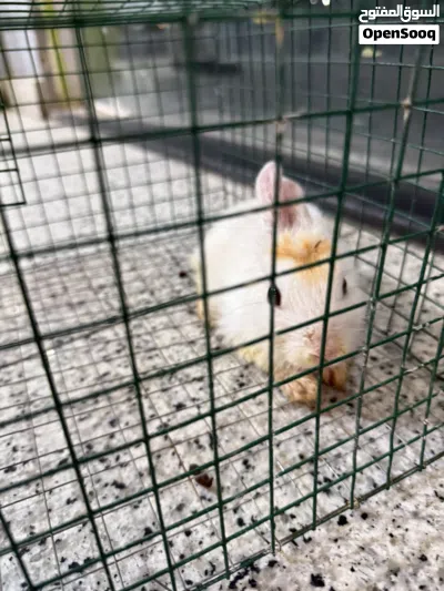 للبيع ارنب مع القفص 2