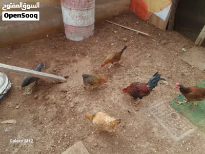 دجاج بلدي بياض كفاله صحه ونظافه مقنوي 3