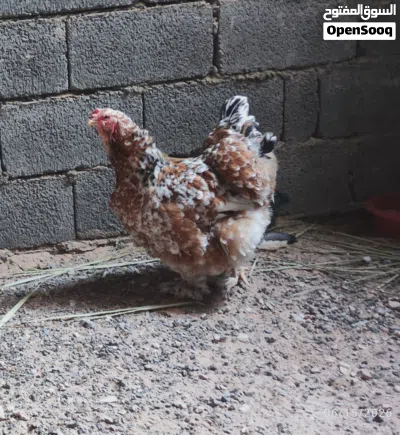 كوبية كبيرة دجاج البراهما حجم و صحة 2
