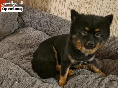 Sweet 18 Months Old Pomeranian Male 3