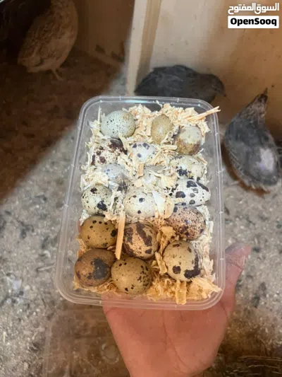 طيور السمان الغني عن التعريف فيه فوائد واحجام ماشاءالله نضام الطيبات بيضات مضمون حاجه ضخمه 2