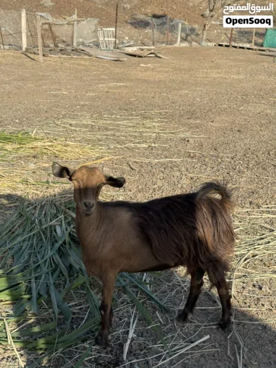أغنام للبيع 3