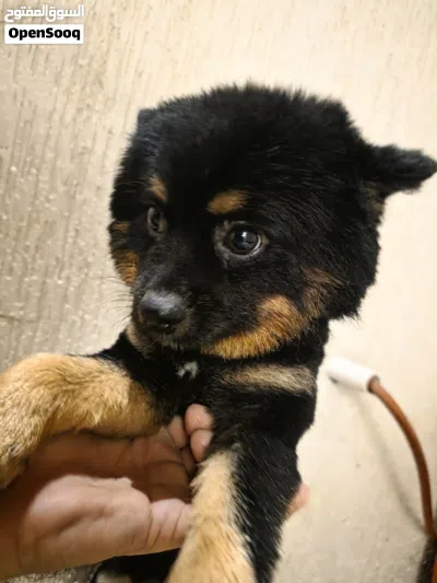 Sweet 18 Months Old Pomeranian Male 2