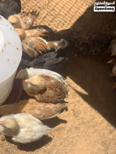العمر شهر ربي يبارك 2