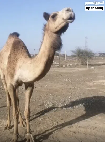 ناقة عرضه مدني باطنيه 3