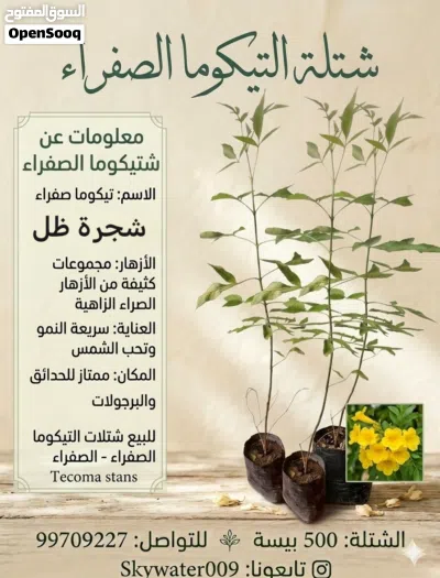للبيع شتلات متنوعه واختار اللي يناسبك تابع الوصف. 2