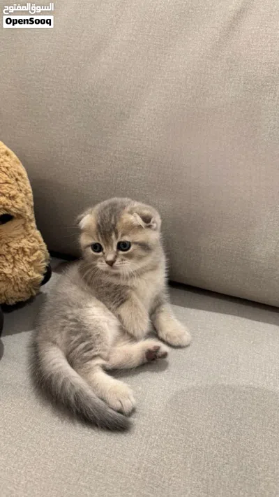 قطط للبيع سكوتش فولد و سكوتش ستريت 2