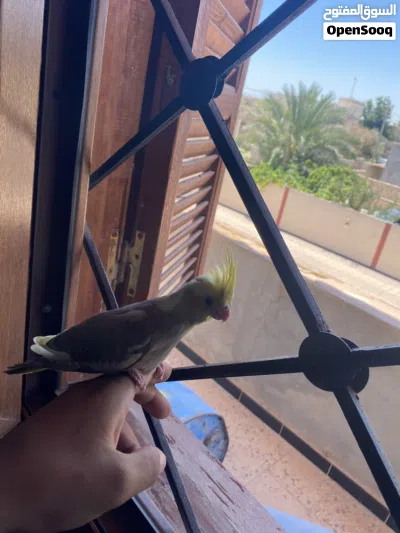 طرف كوكتيل مروض ربي يبارك 3