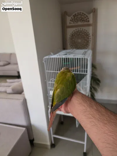 كنيور باينابل أليف مع القفص 3