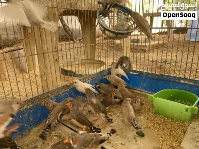 20 جوز جنة للبيع 4