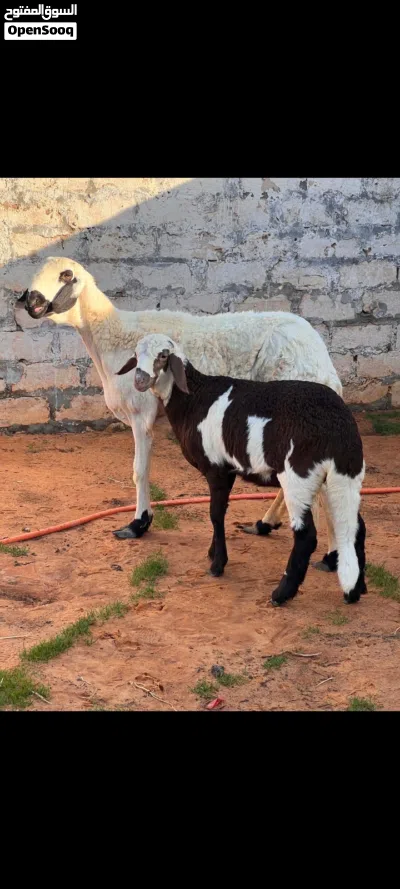 نعجه هجين تحتها حوليه السن رباع للبيع 2