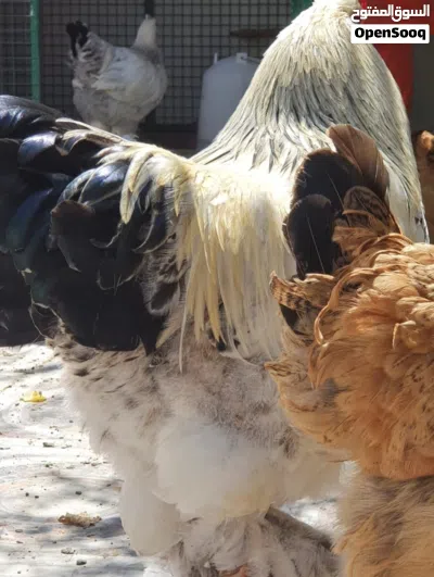 دجاج البراهما بيور مستوى ممتاز حجم كبير ومتحمل للحراره 2