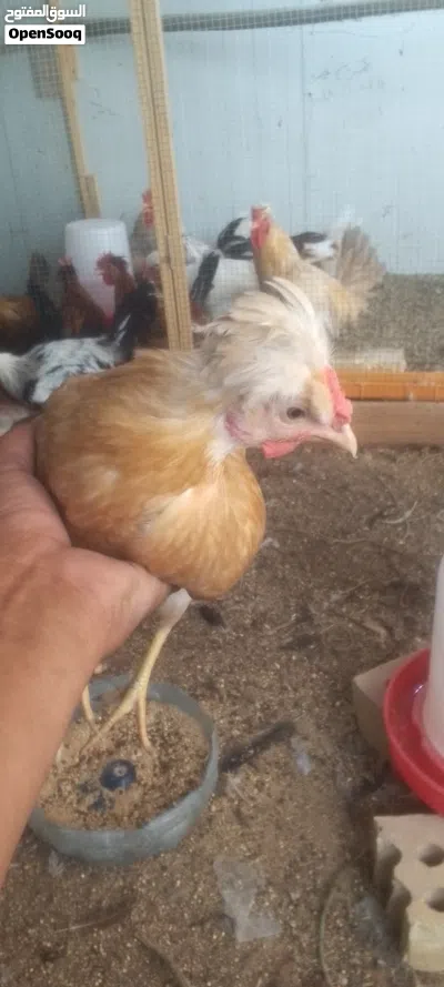 طبقة بيض كويتي افرگ 3