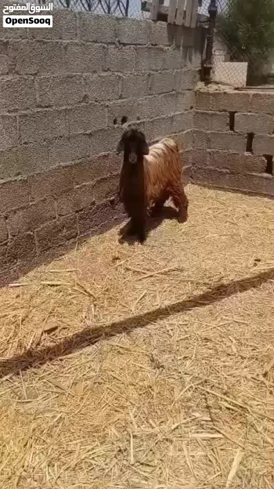 تيسس فحل للبيع 4