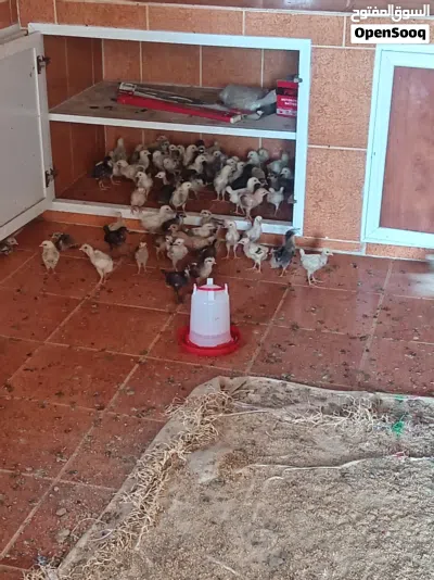 صيصان فرنسي عمان 2