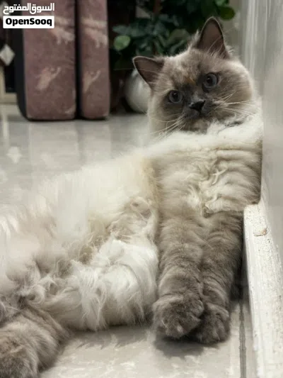 Pet/Cat Sitting At Home With Individual Care. Cageless 2