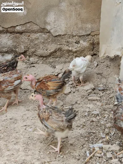 افراخ دجاج ابو ركيبة 4