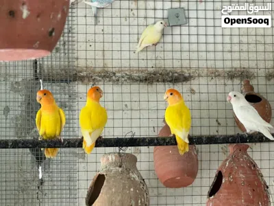 للبيع مجموعة ازواج روز الاورنج ازواج محلية ومنتجة والكل بصحة وعافية مستوى وحجم ممتاز عيون احمر 2