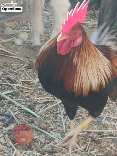 سلام عليكم شباب ديج خط اول شرط كويتي اصل طير مستوع قوي بلحقيقه حله بهواي اشكر عمره سنه غالي 3