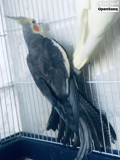 طيور للبيع 3
