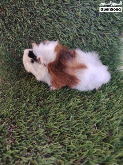 Guinea Pig 3