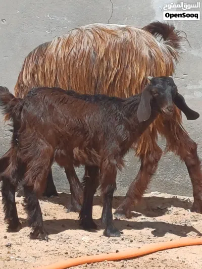 معزة أرباع، تحتها عناق للبيع 2