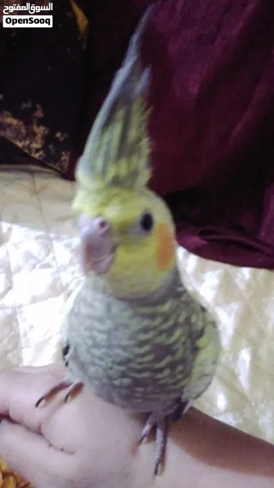 نثيه ازابيل جاهزه تزاوج تفاصيل داخل صورة اليفه توصيل ماعندي بيع بغداد جهة رصافه منطقة كريعات سعر 55 2