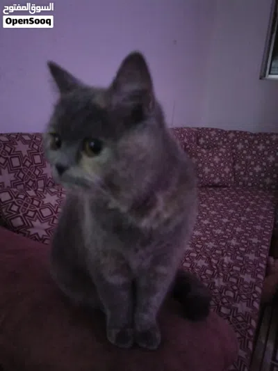 British short hair blue female kitten 4