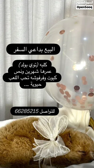 جلبه للبيع ( لداعي السفر) 4