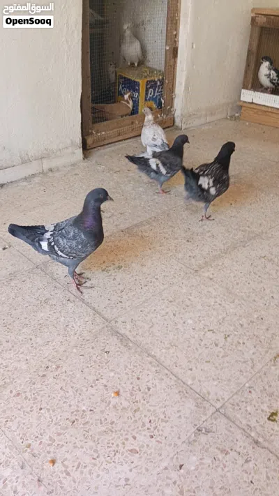 متاح خمس افراخ صلاة النبي 2