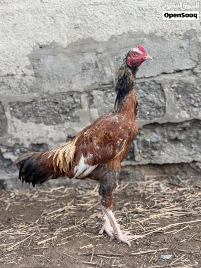 ديك صغير في العمر 2