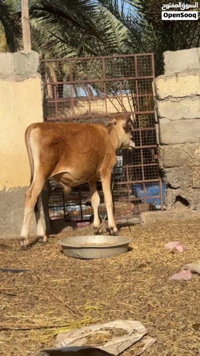 للبيع عجل جيرسي مال تربيه حلو 3