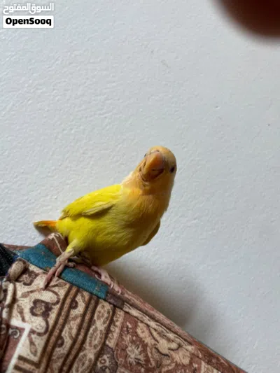 عصفور روز اوبلاين 4