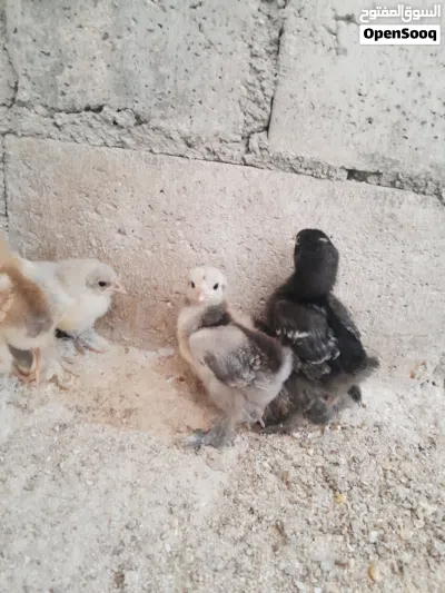 صوص براهمي بف جانبو جميع الوان 3