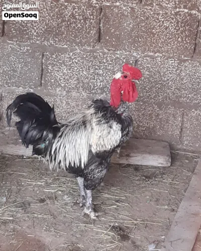 ديك فرنسي الله يبارك 2