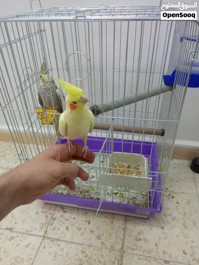 زوج كوكتيل 2