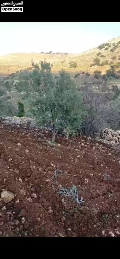أرض مشجرة بالزيتون مفروزة 4 دونومات على شارعين للبيع من المالك مباشرة، 78000دينار  تصلح كمزرعه 4